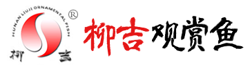 锦鲤批发销售